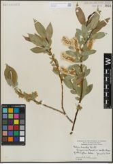 Foto von Salix lucida Muhl.
